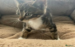 Mixed Breed cats for sale: Super friendly kittens ready now  - Image 12