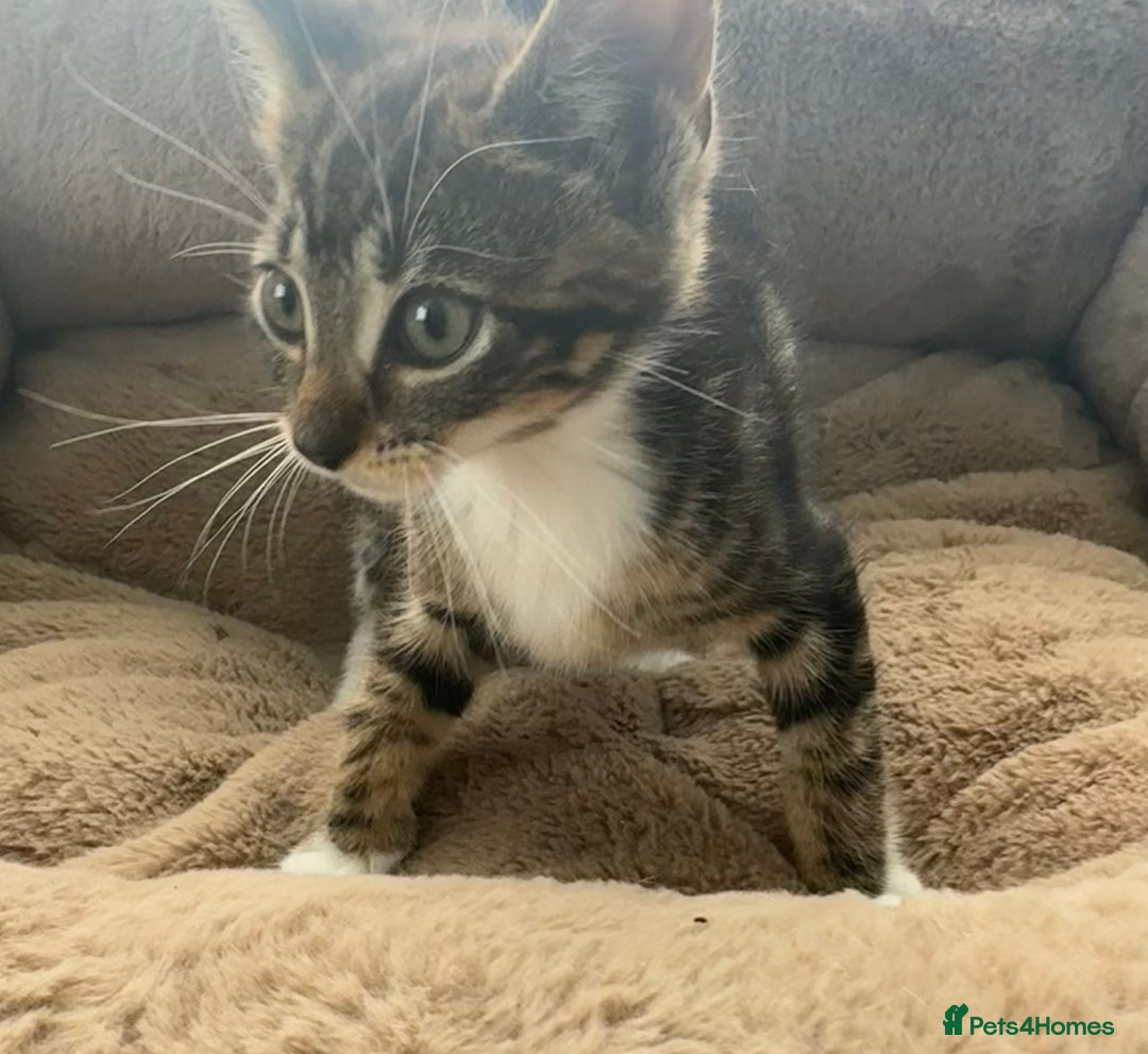 Mixed Breed cats for sale: Super friendly kittens ready now  - Image 12