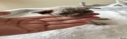 Devon Rex cats for sale: TICA Registered Devon Rex Lilac Kittens  - Advert 14