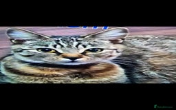 Tibetan cats for sale: Tabby cat - Image 2
