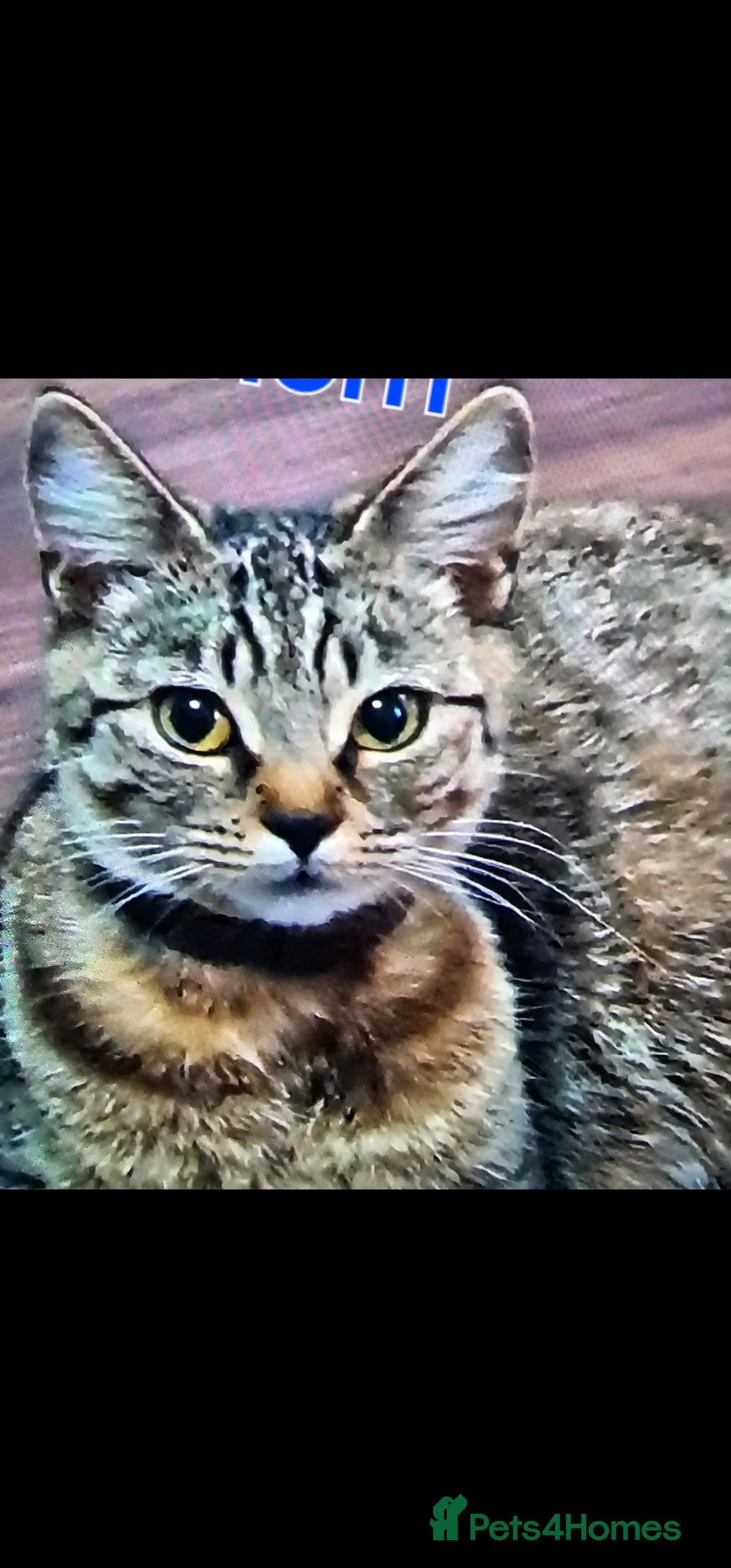 Tibetan cats for sale: Tabby cat - Image 2