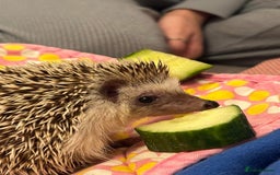 Tortoise reptiles for sale: African Pygmy hedgehog  - Image 1