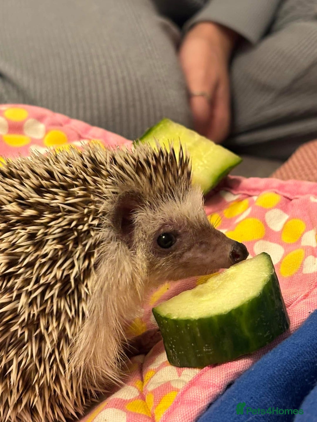 Tortoise reptiles for sale: African Pygmy hedgehog  - Image 1