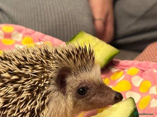 Tortoise reptiles - Advert 1