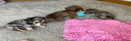 Miniature Dachshund dogs for sale: Chocolate&Cream Champion Long hair mini dachshund  - Advert 4