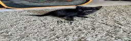 Mixed Breed cats for sale: Beautiful kittens in Wakefield - Advert 3