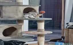British Shorthair cats for sale: Beautiful silver spotted BSH for sad sale  - Image 19