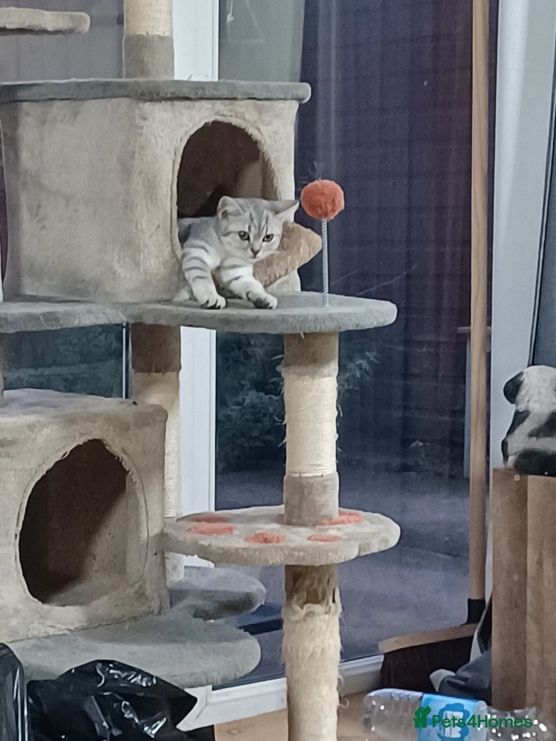 British Shorthair cats for sale: Beautiful silver spotted BSH for sad sale  - Image 19