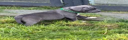 Staffordshire Bull Terrier dogs for sale: Male blue Staffordshire bull terrier puppy - Advert 4