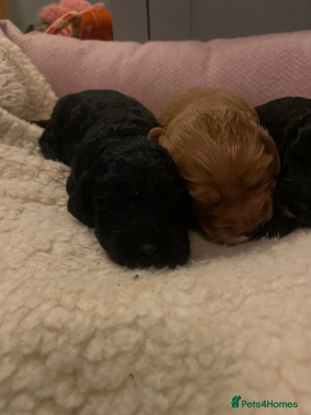 Cockapoo dogs for sale: cockapoo f1 puppies - Advert 2