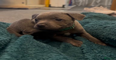 Staffordshire Bull Terrier dogs Staffordshire Bull Terrier  - Advert 4