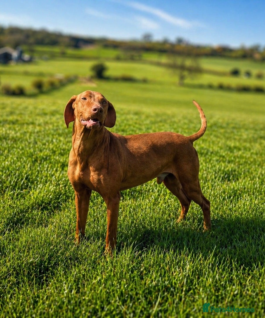 Hungarian Vizsla dogs Proven KC Hungarian Vizsla Stud – Henry - Advert 1