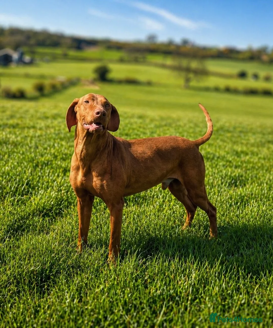Hungarian Vizsla dogs for stud: Proven KC Hungarian Vizsla Stud – Henry - Advert 1
