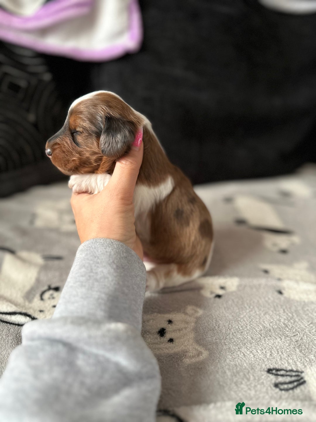 Miniature Dachshund dogs for sale: Miniature Dachounds  - Advert 5