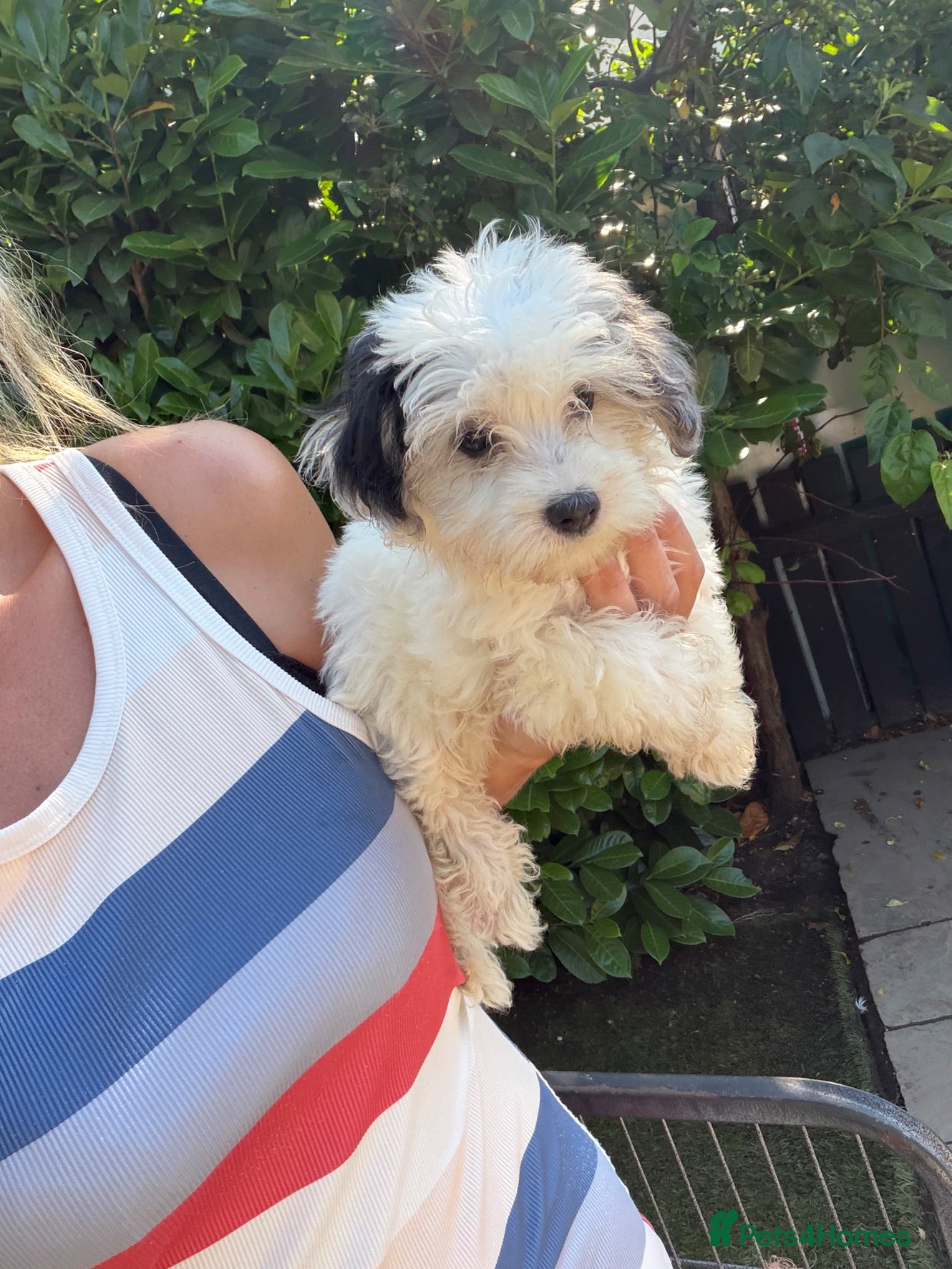 Maltipoo dogs Reduced 2 girls left! 3 beautiful Maltipoos  - Advert 4