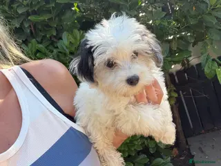Maltipoo dogs Reduced 2 girls left! 3 beautiful Maltipoos - Advert 4