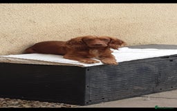 Cocker Spaniel dogs for sale: Kc registered cocker spaniel puppies - Image 29