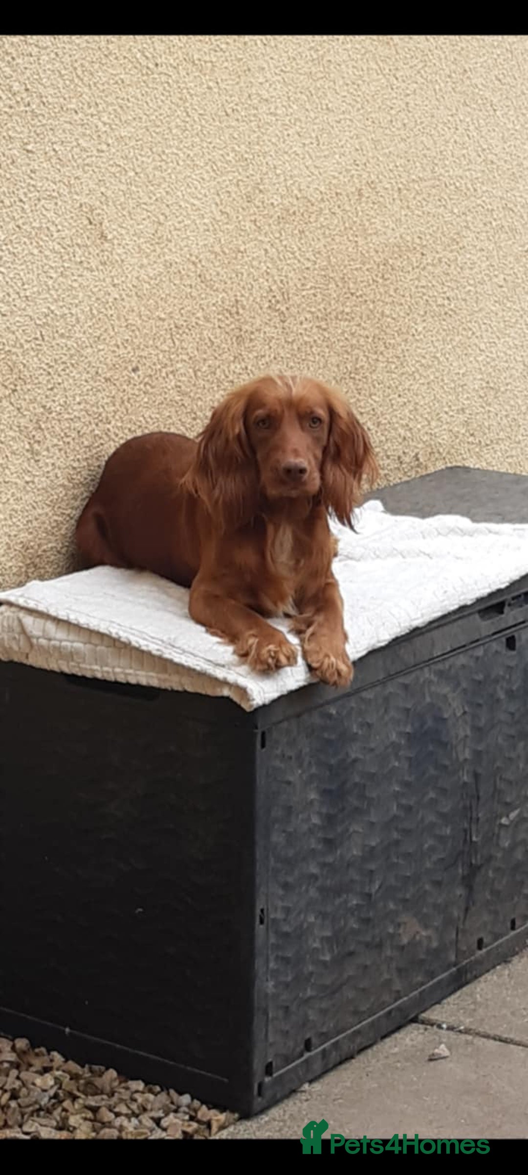 Cocker Spaniel dogs for sale: Kc registered cocker spaniel puppies - Image 29