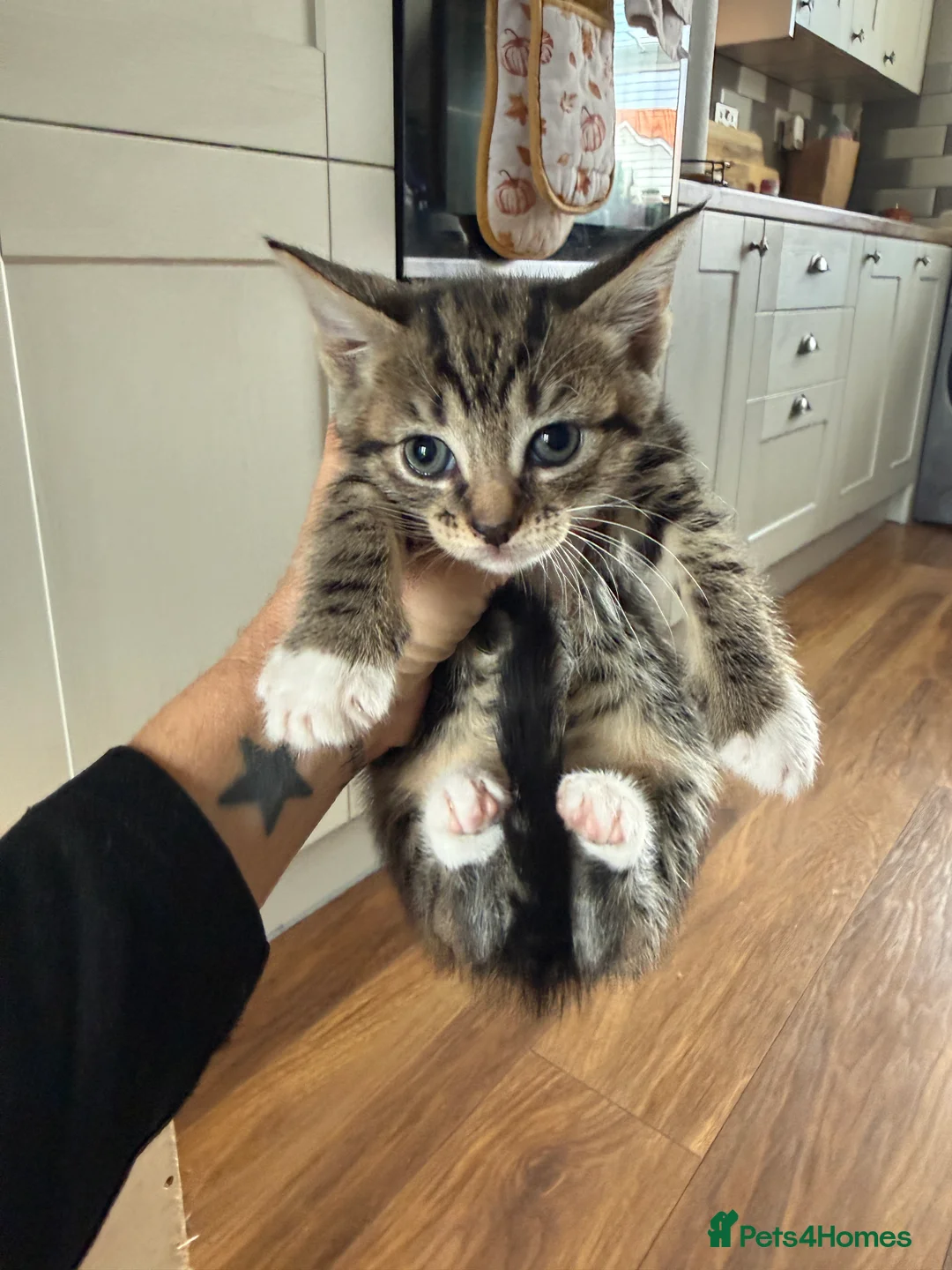 Mixed Breed cats for sale: Kittens  - Advert 2