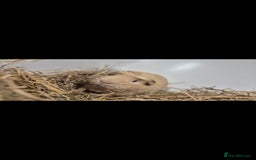 Guinea Pig rodents for sale: Churchill a friendly boy - Image 2