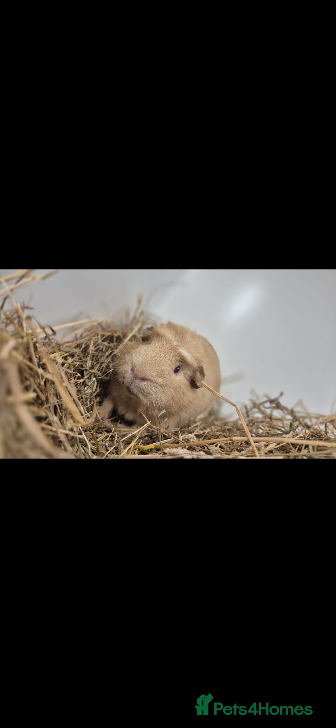 Guinea Pig rodents for sale: Churchill a friendly boy - Image 2