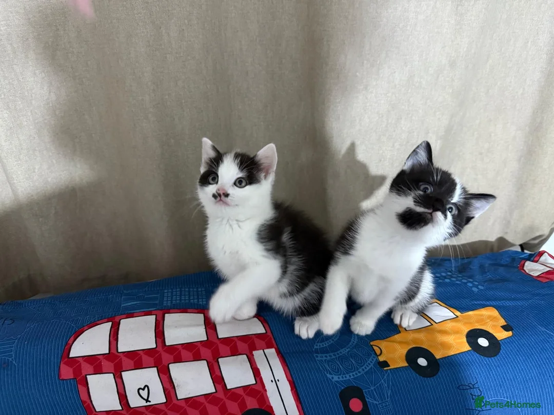 Mixed Breed cats for sale: Lovely kittens looking for new loving parents. - Advert 6