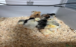 Chickens poultry for sale: Mixed unsexed Pekin chick day olds  - Image 2