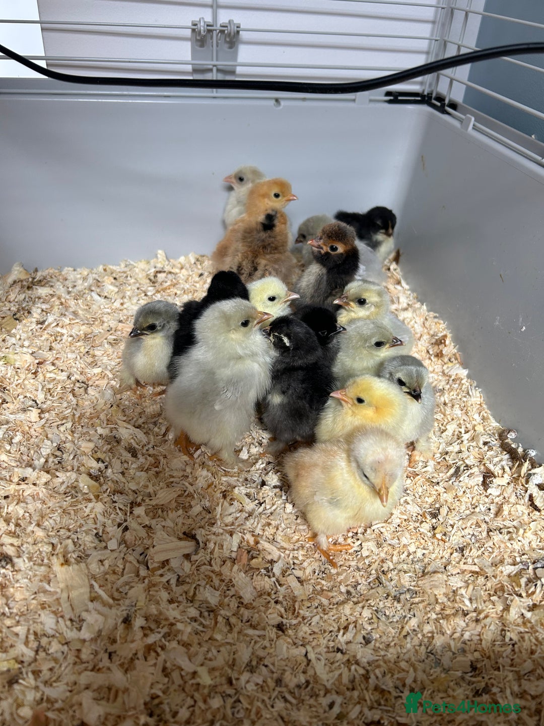 Chickens poultry for sale: Mixed unsexed Pekin chick day olds  - Image 2
