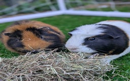 Guinea Pig rodents for sale: 2 x Male Guinea pigs. - Image 2