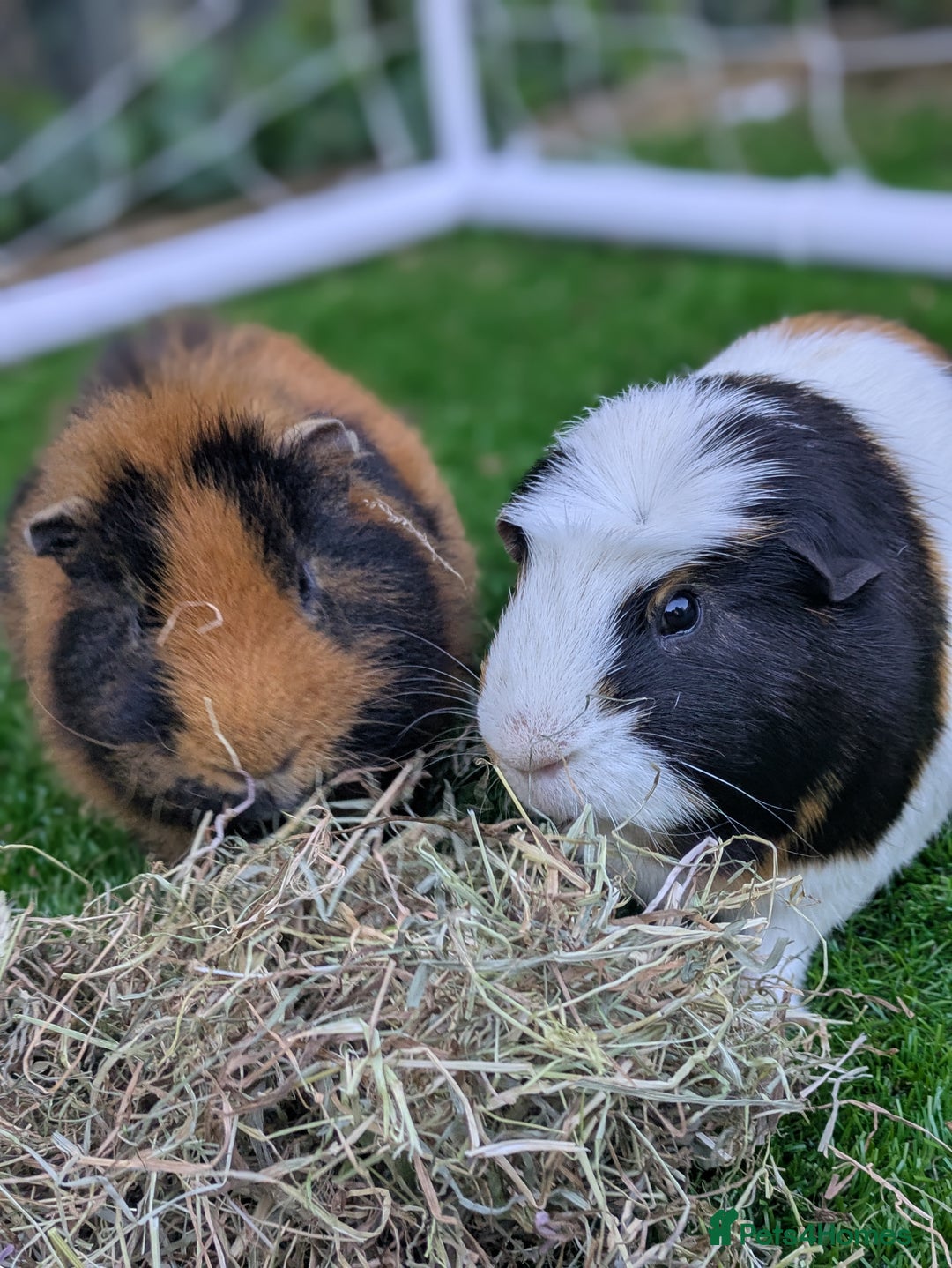 Guinea Pig rodents for sale: 2 x Male Guinea pigs. - Image 2