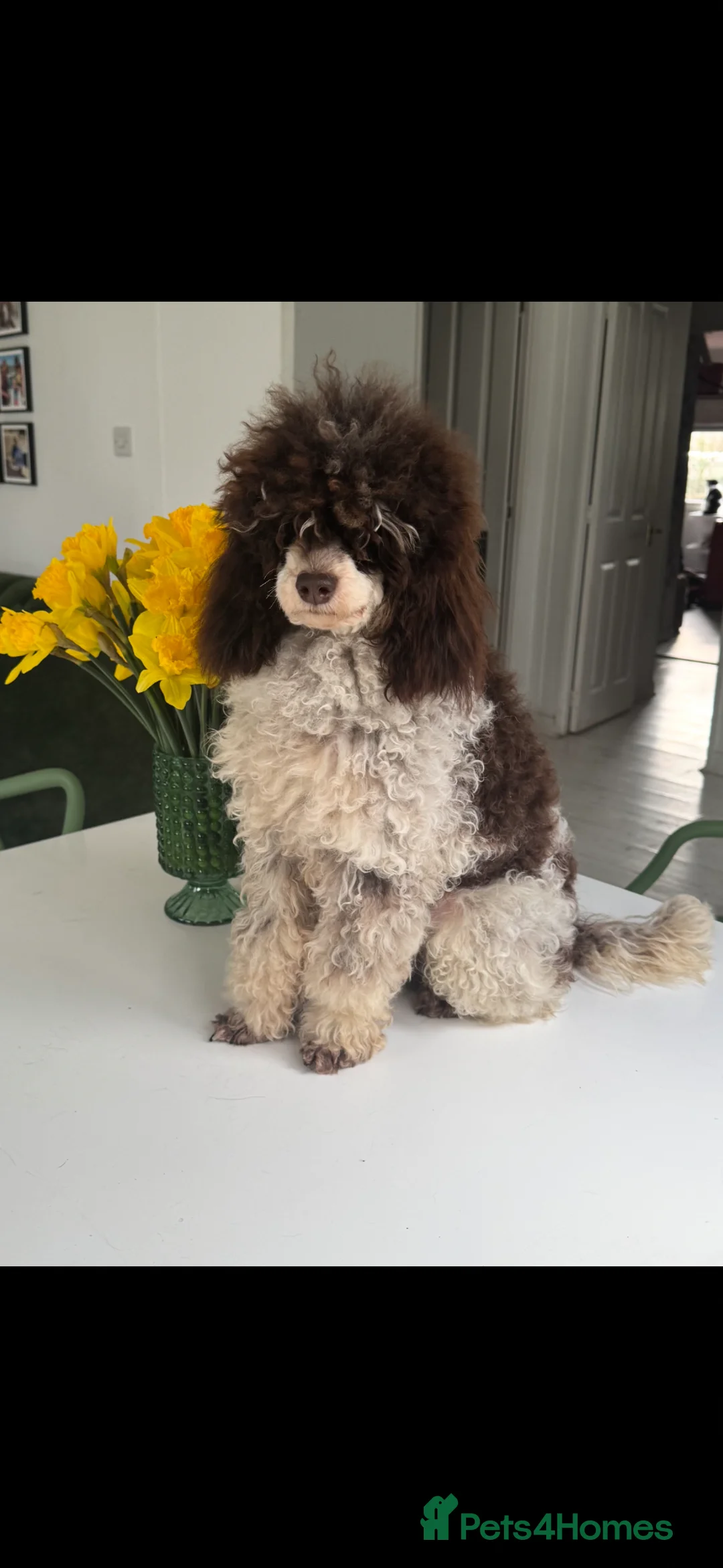 Cockapoo dogs for sale: Cockapoo male pups in Waterlooville - Advert 7