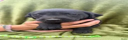 Labrador Retriever dogs for sale: Beautiful Labrador Puppies - Advert 3