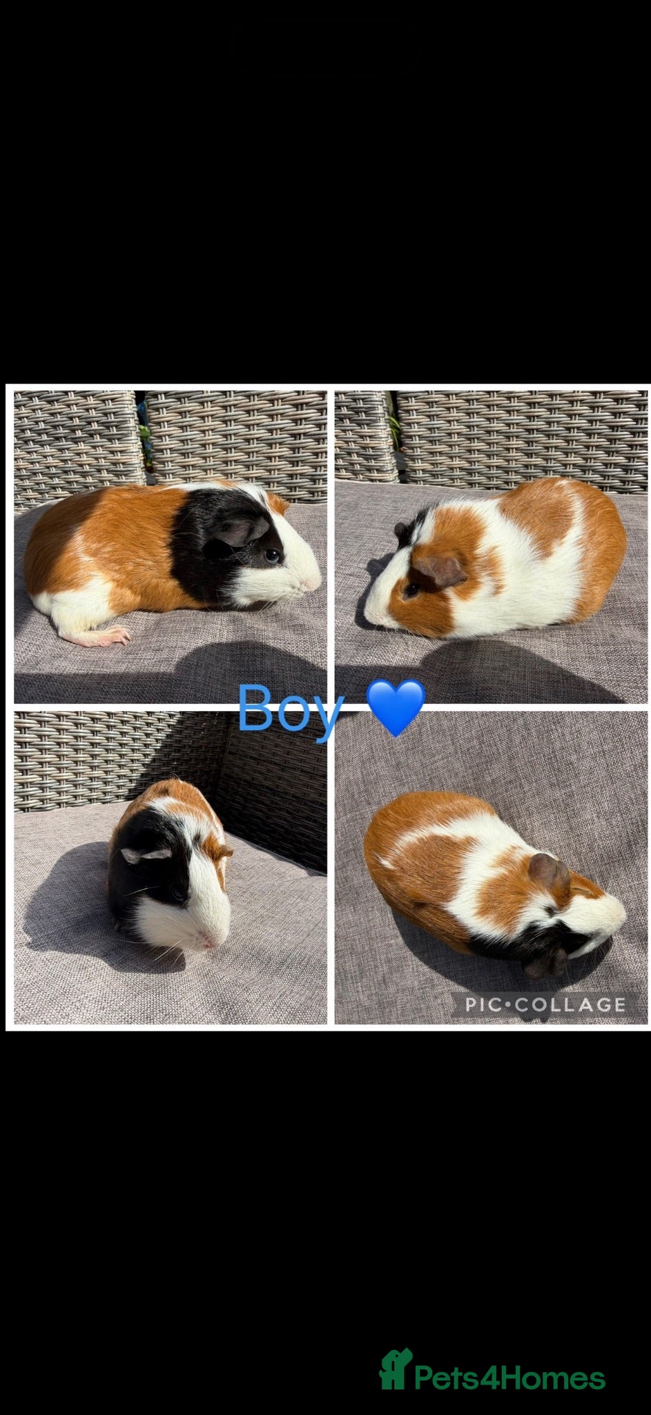 Guinea Pig rodents 4 Male & 3 Female piggies looking for new laps - Advert 2