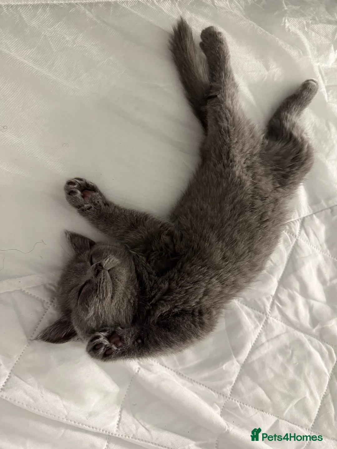 British Shorthair cats for sale: British shorthair kitten for sale - Advert 2