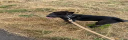 Huskita dogs for sale: Huskita x  in Huddersfield - Advert 1