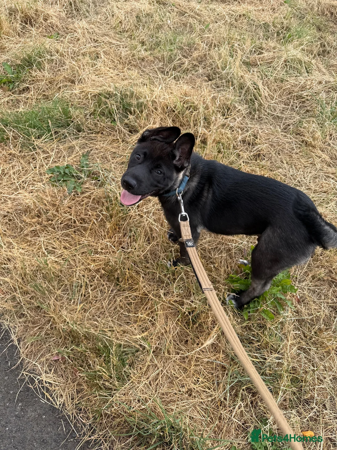 Huskita dogs for sale: Huskita x  in Huddersfield - Advert 1