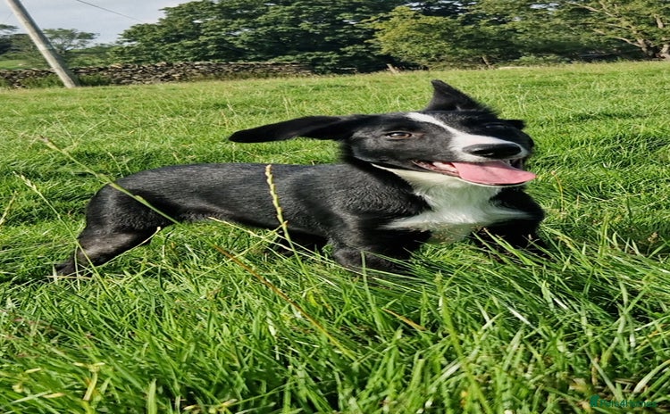 Border Collie dogs - Advert 1