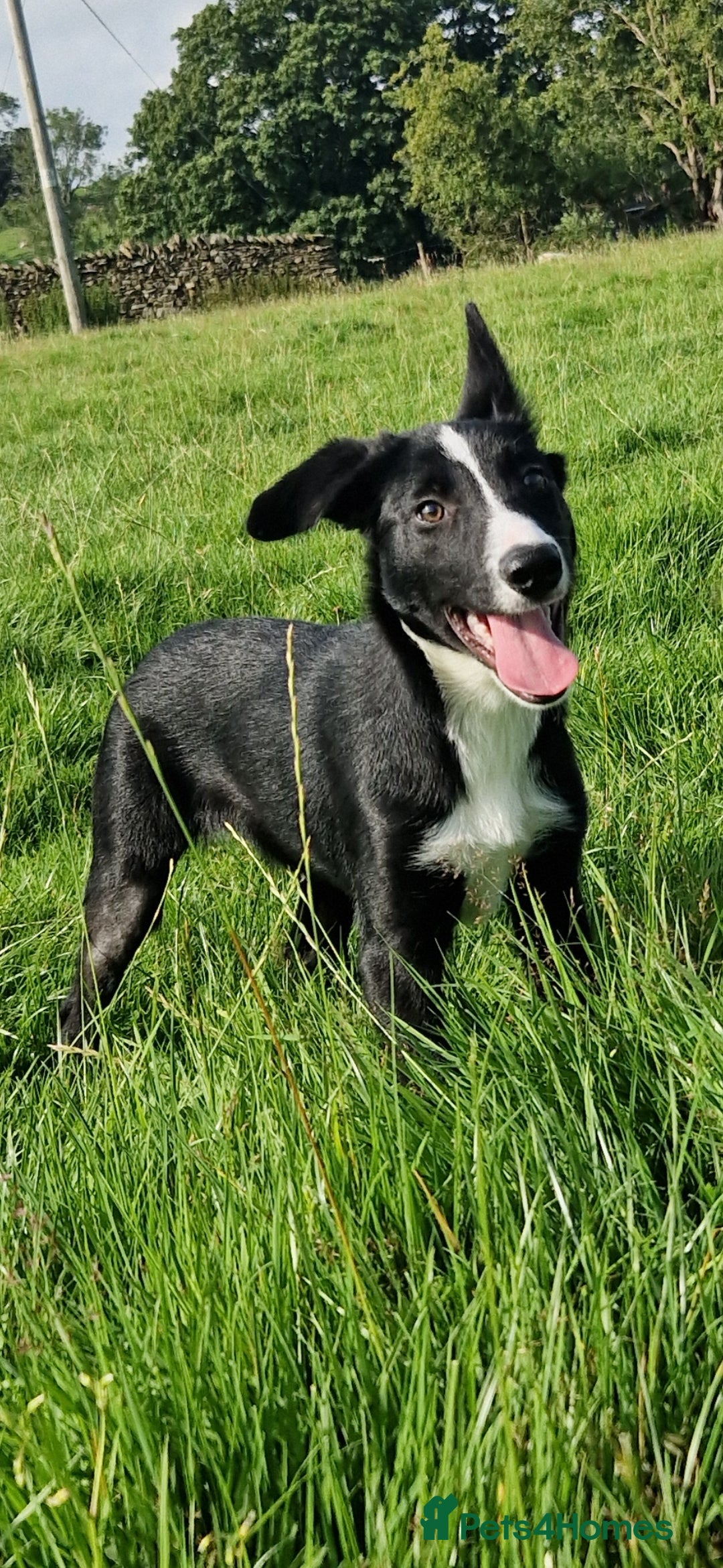 Border Collie dogs for sale: ISDS REGISTER BORDER COLLIE  - Image 1