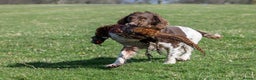 English Springer Spaniel dogs for stud: Working Springer Spaniel for Stud in Bedale - Advert 8