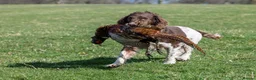 English Springer Spaniel dogs for stud: Working Springer Spaniel for Stud in Bedale - Advert 8