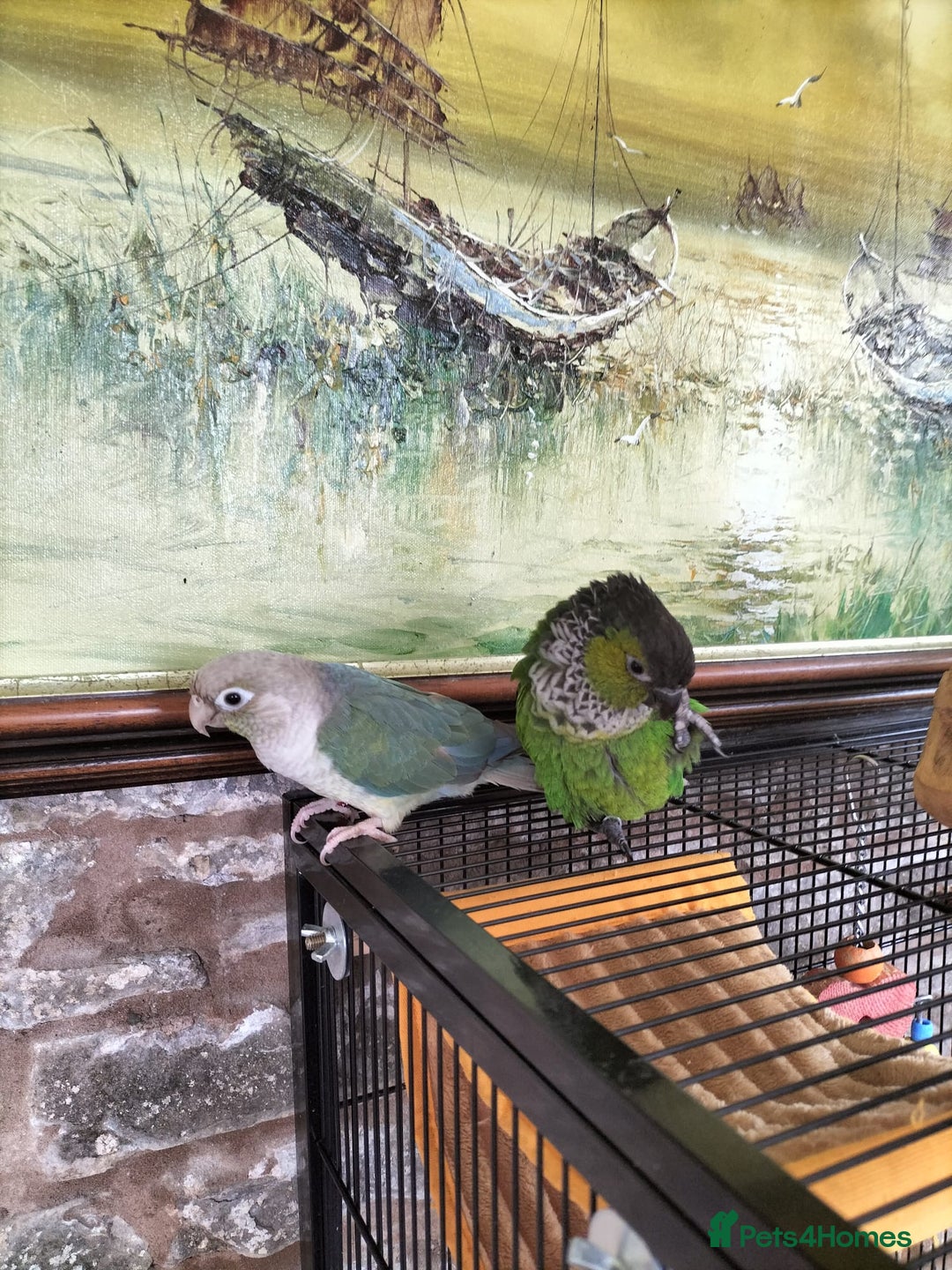 Conures birds for sale: 2 CONURES FOR SALE - SOLD AS A PAIR - Image 1