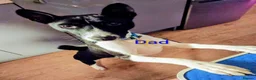 Basenji dogs for sale: Top quality lines pedigree Basenji pups.Ready now. - Advert 10