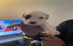 Mixed Breed dogs for sale: Cocker x collie pups  - Image 15