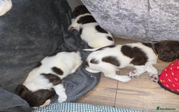 English Springer Spaniel dogs for sale: Stunning Pedigree Registered Pups - Image 29