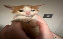 Mixed Breed cats for sale: Kittens ready to go! - Advert 13