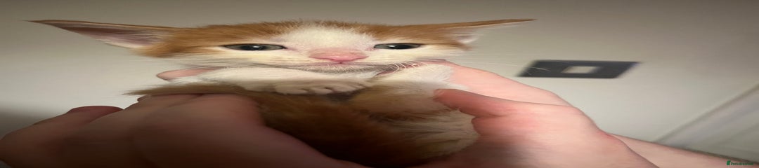 Mixed Breed Kitten 3