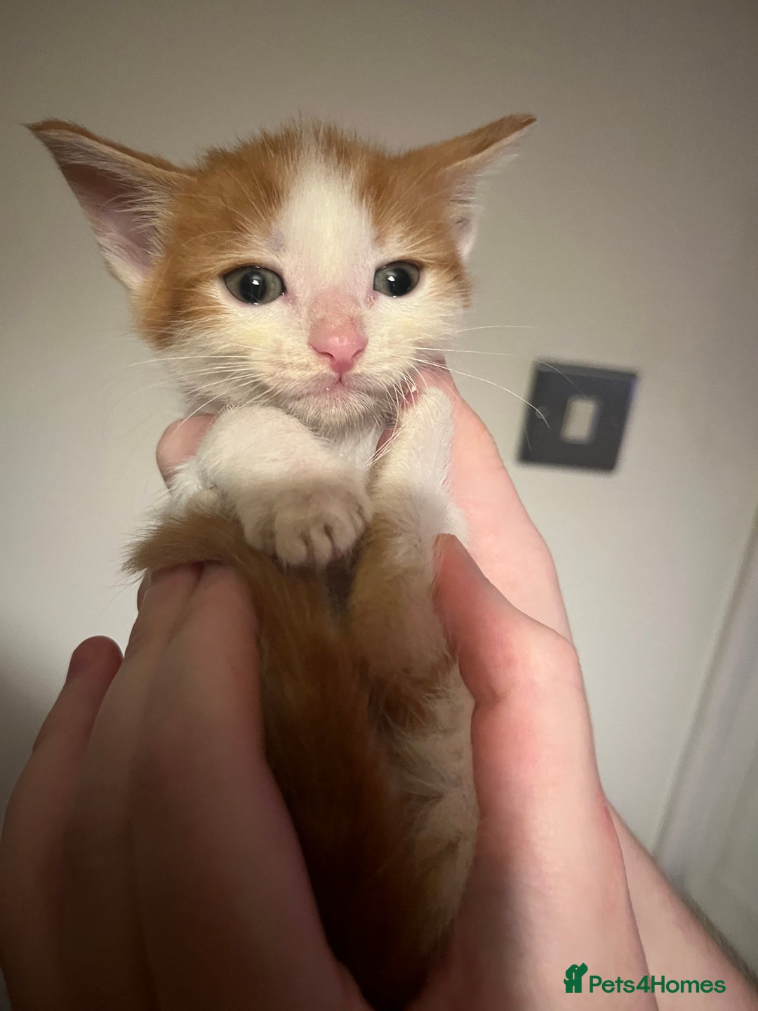 Mixed Breed cats for sale: Kittens ready to go! - Advert 13