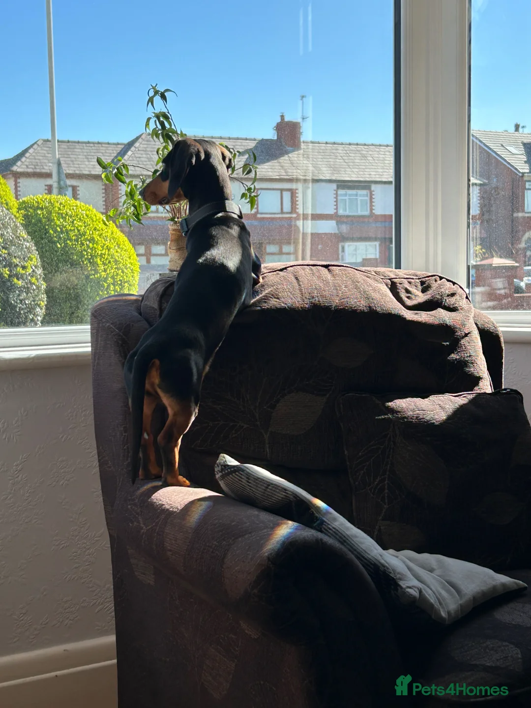 Miniature Dachshund dogs for sale: Cooper in Southport - Advert 5