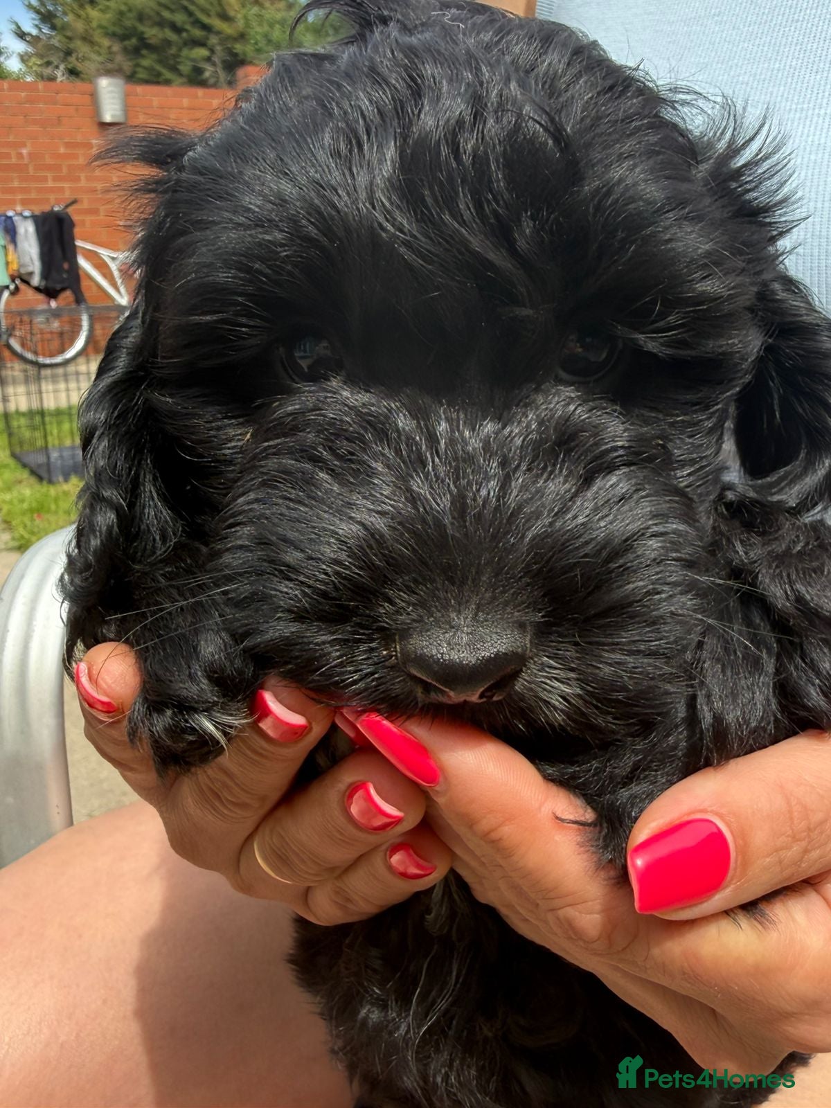 Cockapoo dogs  Meet Our stunning  F1B Cockapoo Puppies. - Advert 2