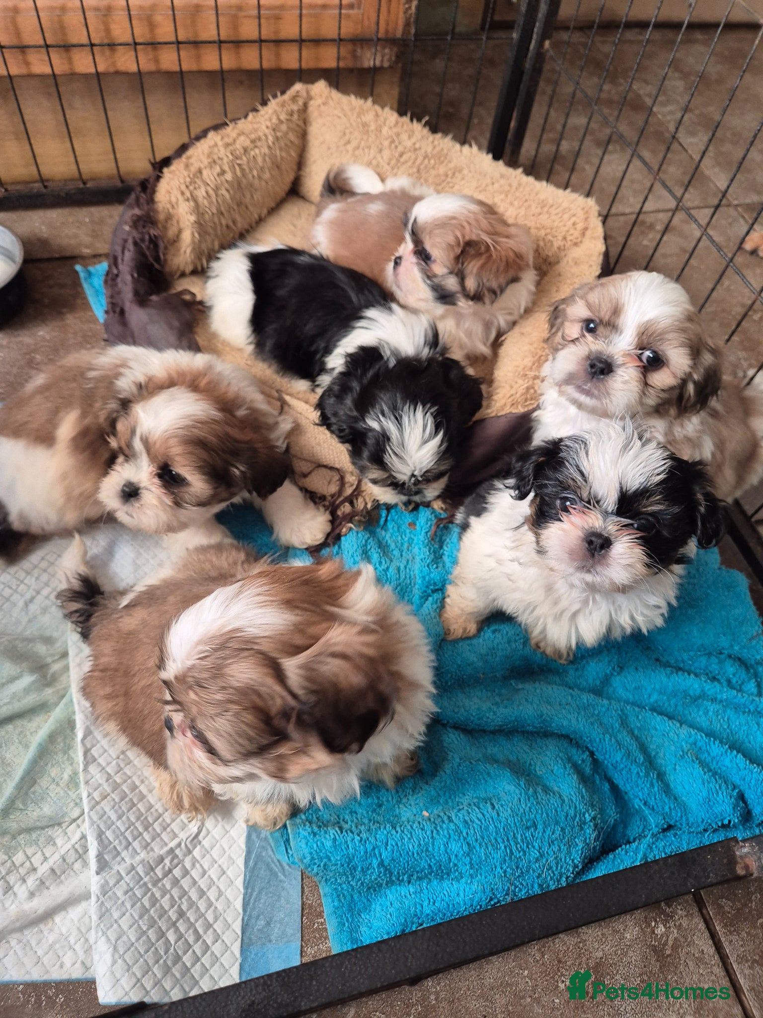 Shih Tzu dogs Most beautiful shitzu puppies  - Advert 2